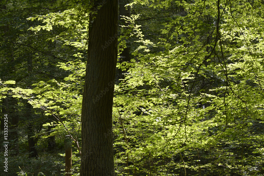 Fototapeta premium laubwald