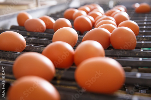 Obraz na płótnie Fresh and raw chicken eggs on a conveyor belt w salonie