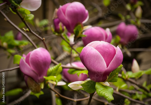 Close-up view of purple blooming magnolia. Beautiful spring bloom of magnolia trees. Pink flowers. 