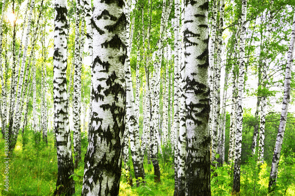 Obraz premium summer in sunny birch forest