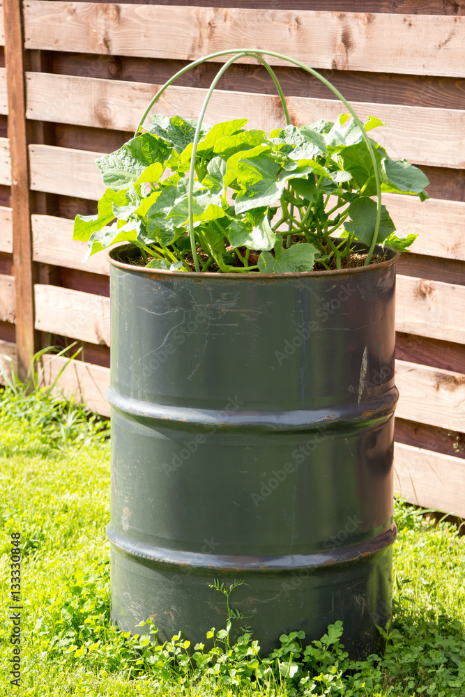 Fotografie cucumbers growing in metal barrel