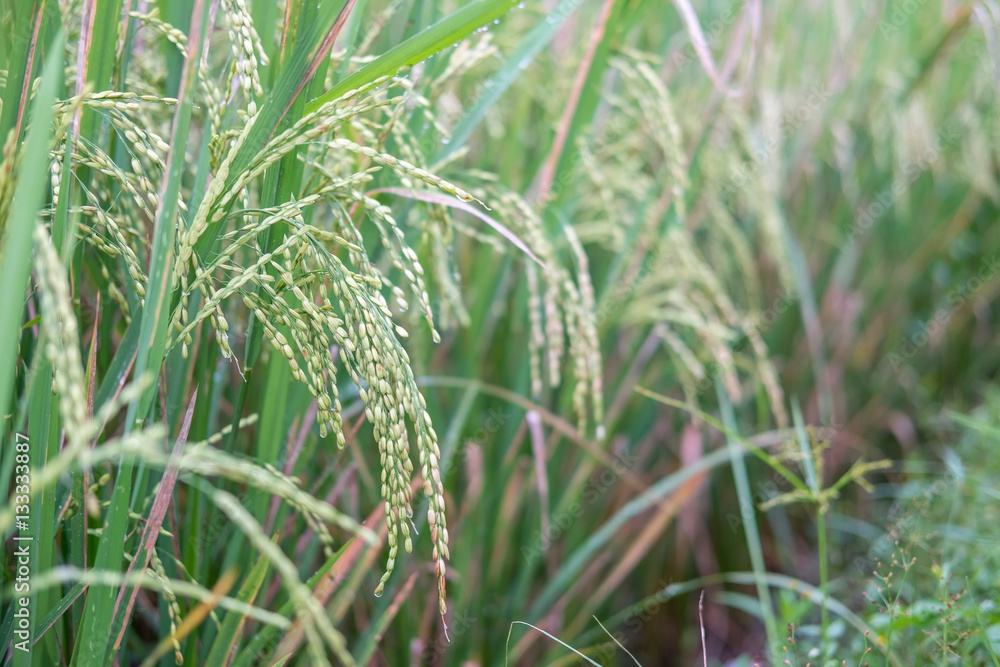 Close up view rice plant / Oryza sativa in a paddy field or rice field Close up view rice plant / Oryza sativa in a paddy field or rice field
