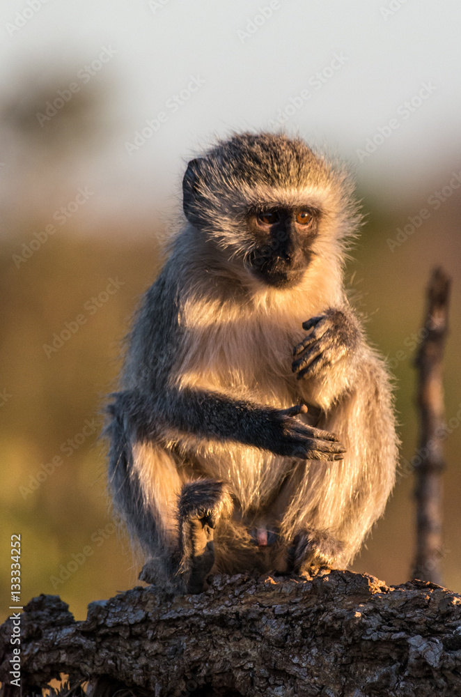 Fototapeta premium Anxious Vervet Monkey Portrait