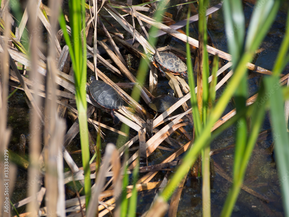 Sunning Turtles Sunning Turtles