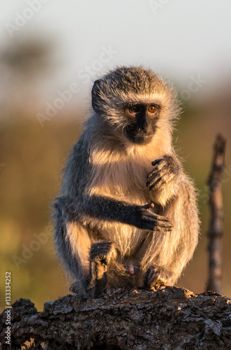 Anxious Vervet Monkey Portrait