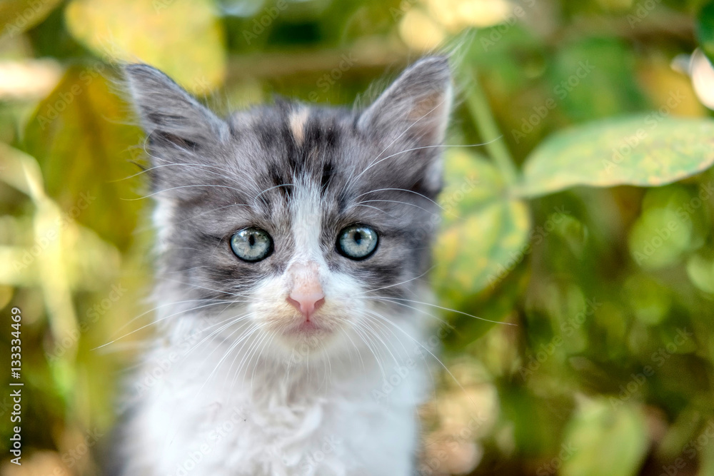 Portrait photo of cute white and black cat, looking at front near bushes, with cute face and big eye and make innocent face