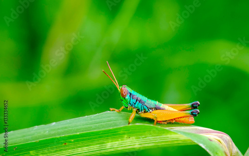 Blue grasshoper perching on leaf and see at the camera with its big facet eyes photo