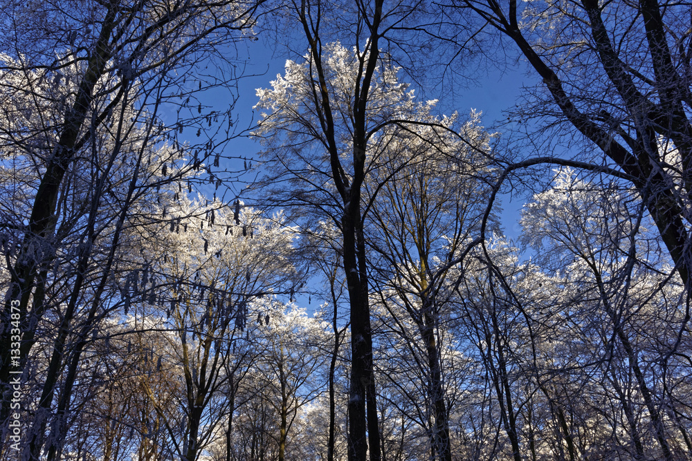 snow covered trees and blue sky snow covered trees and blue sky