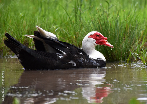 Muscoy Duck photo