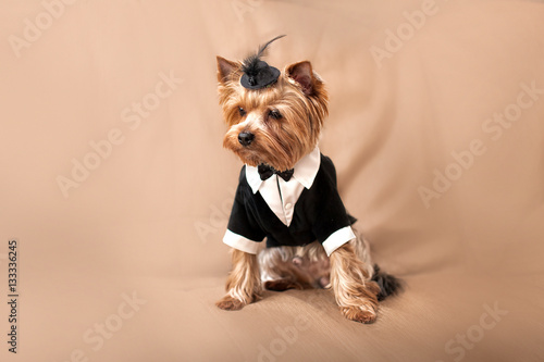 Yorkshire terrier dog in a tuxedo