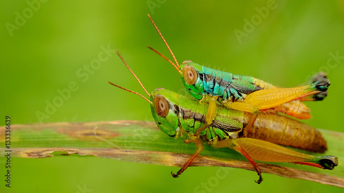 Two grasshoper, male and female mating in top of grass © Adnan