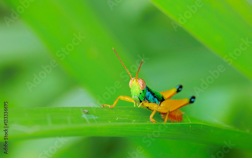 Green grasshoper perching on leaf photo