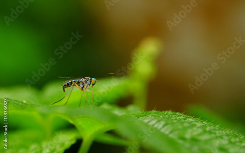Little green fly perching on green leaf © Adnan