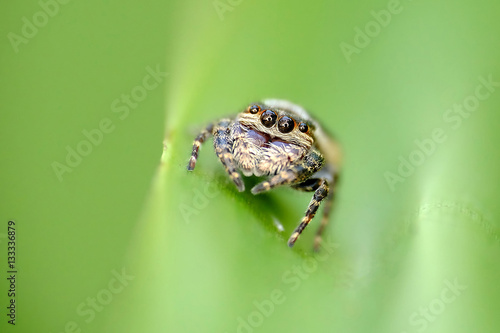 Closeup photo of little brown spider in leaf, showing its four eye