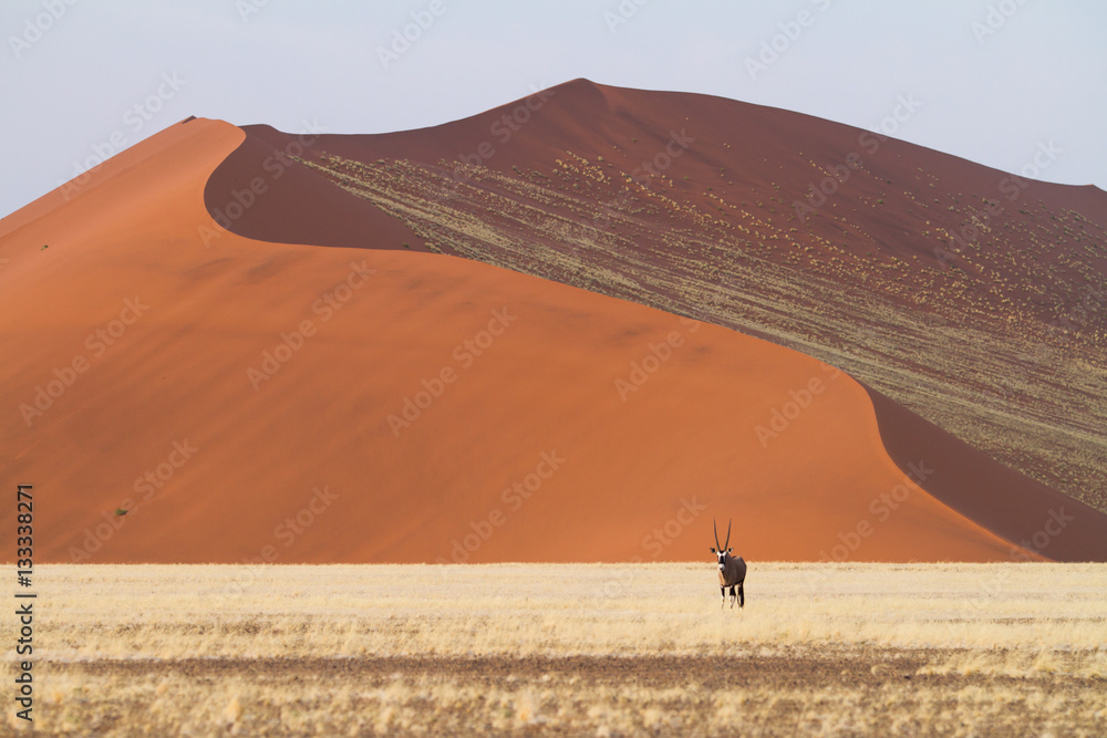 Fotografie Dune Sossusvlei Namibie Oryx