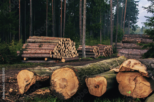 фотографія Logs of chopped trees lying in forest