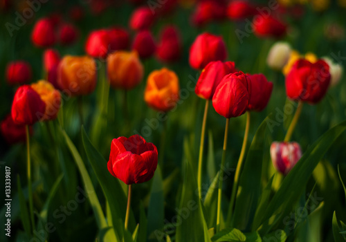 Flower tulips background. Beautiful view of red, orange and yellow tulips in the garden. 