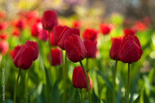 Flower tulips background. Beautiful view of red  orange and yellow tulips in the garden. 