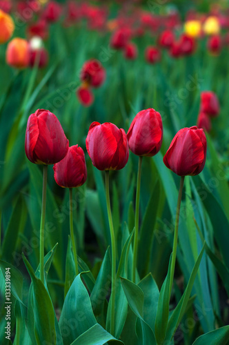 Flower tulips background. Beautiful view of red  orange and yellow tulips in the garden. 