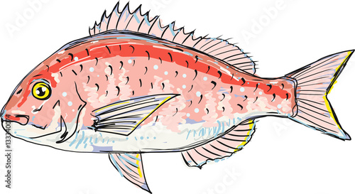 Red sea bream vector sketch illustration clip-art