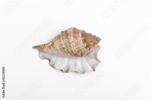 The shell of a type of sea snail called a murex