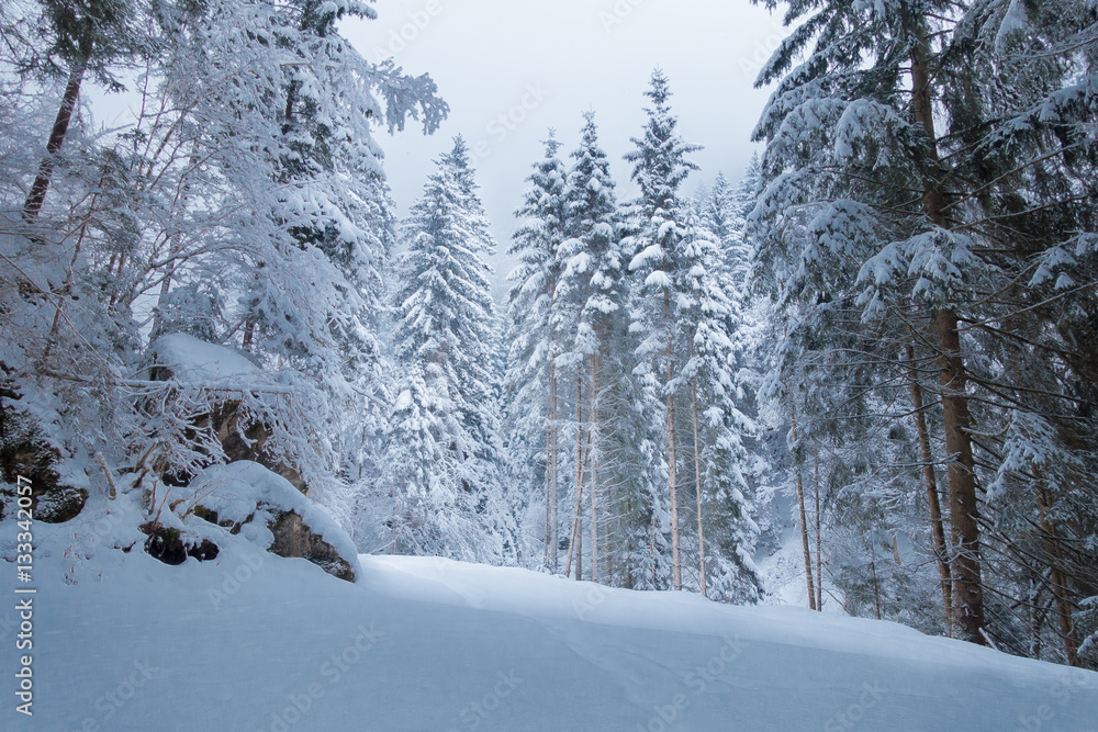 Lichtschein im Winterwald