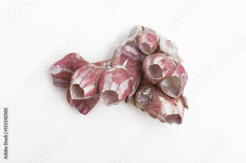 Titan Acorn Barnacles