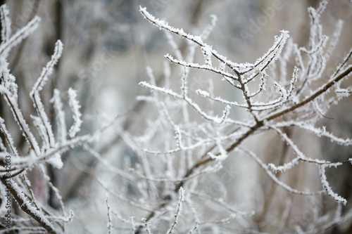 Winter branches of trees in hoarfrost  © producer