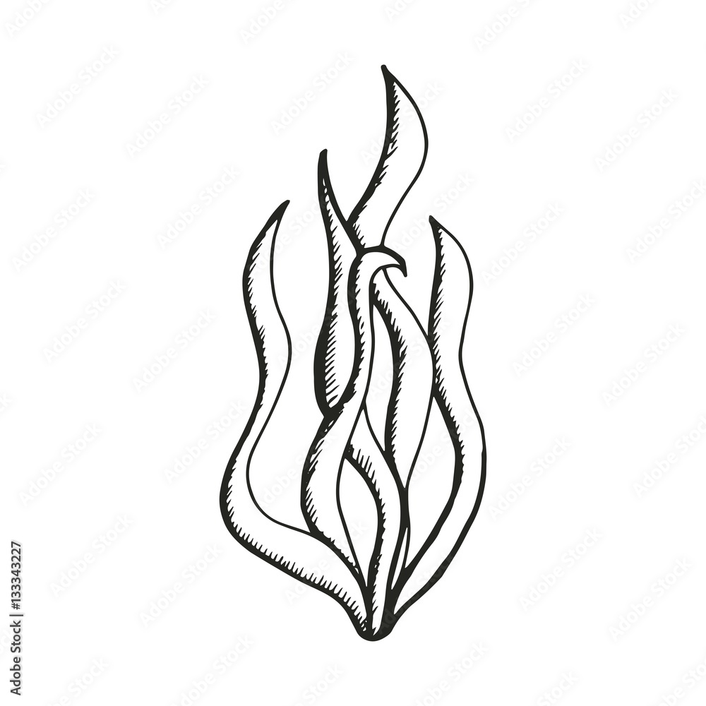 Simple Seaweed Drawing