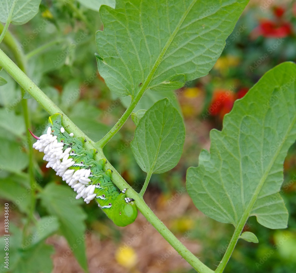 A Large Tobacco/Tomato Hornworm with parasitic braconid wasp eggs on it's back.  Hanging from a tomato plant as a pest who devours it.