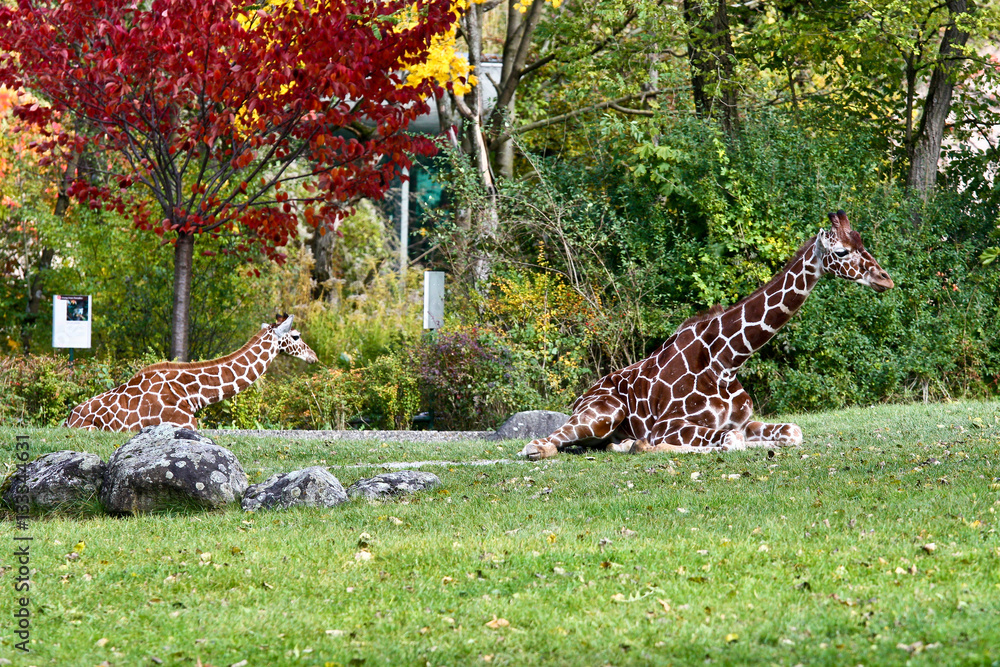 Naklejka premium Giraffe - Giraffa camelopardalis
