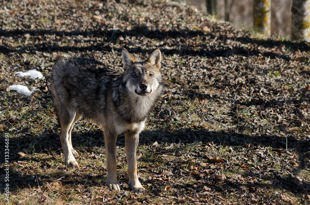 Obraz premium Young italian wolf (canis lupus italicus) in wildlife centre 