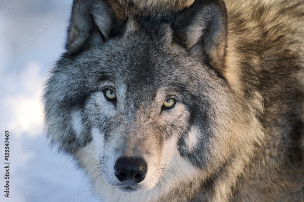 Fototapeta premium loup en hiver