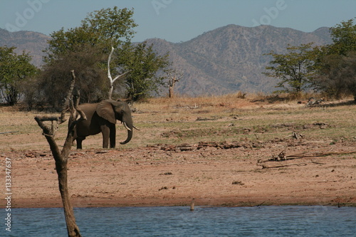 Elephant