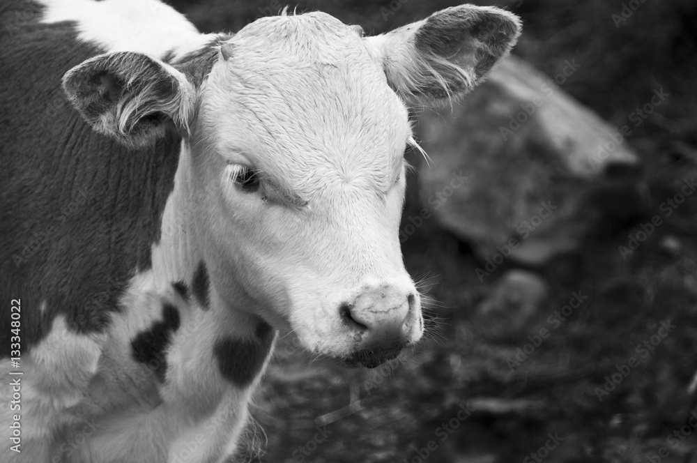 Calf. Calf.