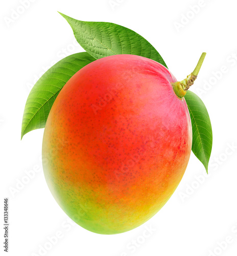 Isolated mango. Whole mango fruit on a branch isolated on white background with clipping path