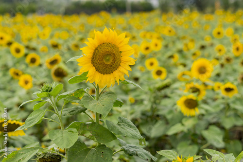 Close up shoot of Sunflower