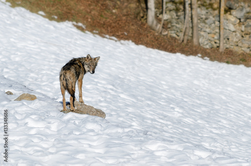 Young italian wolf  canis lupus italicus  in wildlife center  Uomini e lupi  of Entracque  Maritime Alps Park  Piedmont  Italy 