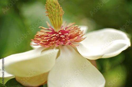 Magnolia blossom photo