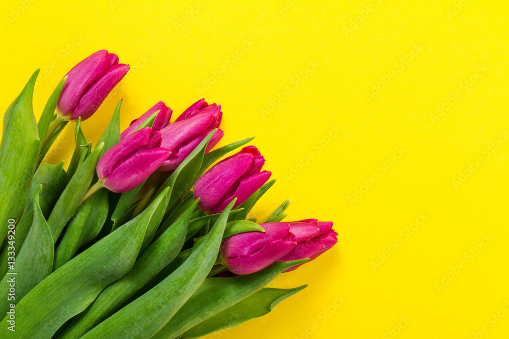 Fresh beautiful lila tulips on yellow colorful background. Sprin Fresh beautiful lila tulips on yellow colorful background. Sprin