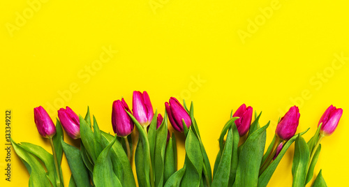 Fototapeta Naklejka Na Ścianę i Meble -  Fresh beautiful lila tulips on yellow colorful background. Sprin