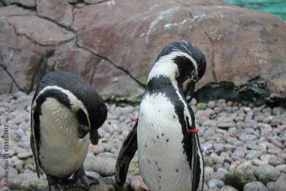 Obraz premium humbolt penguin swimming (Spheniscus humboldti)