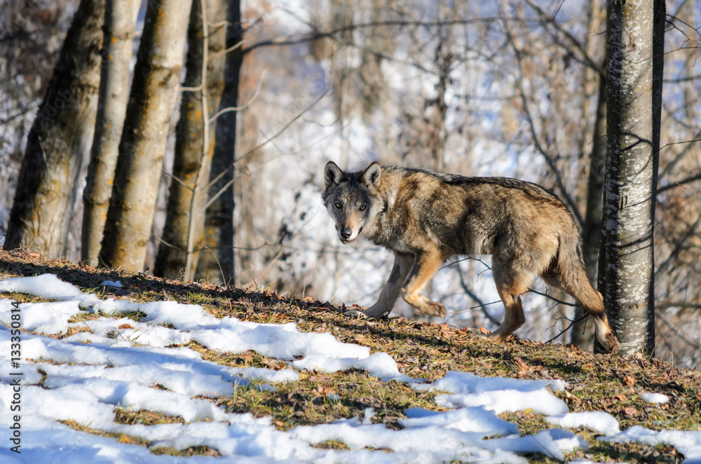 Fototapeta premium Young italian wolf (canis lupus italicus) in wildlife center 