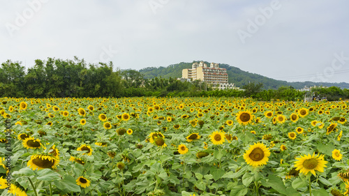 Close up shoot of Sunflower