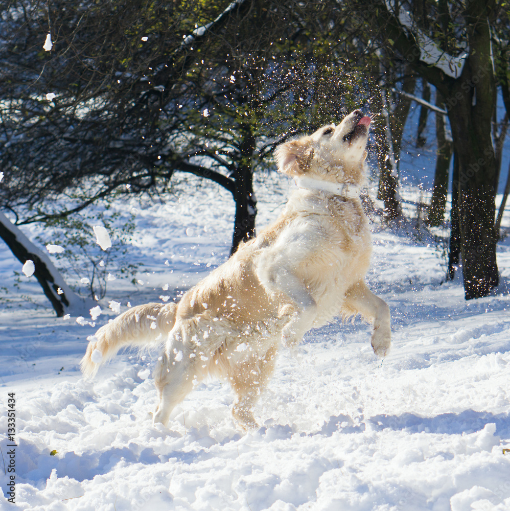 Amazing golden retriever dog jumping , playing snowballs. Stock Photo