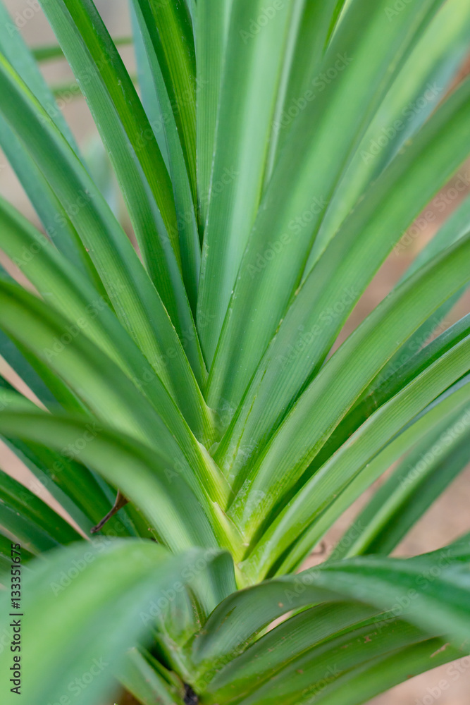Fototapeta premium Green Pandan Leaves , Thai Herb