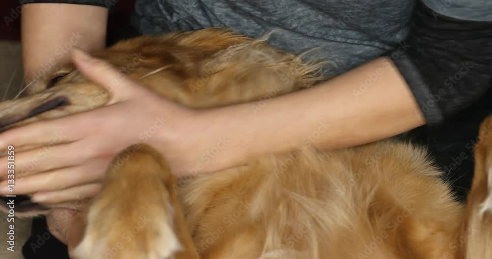 Golden Retriever dog getting a massage Golden Retriever dog getting a massage