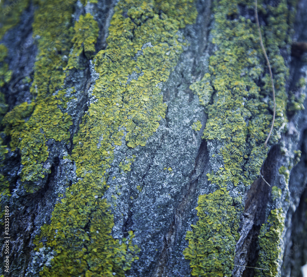 Old tree textures Old tree textures