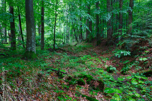 Fototapeta Naklejka Na Ścianę i Meble -  Lush foliage of summetime beech stand in Bieszczady