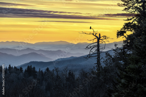 Canvas Print Smoky Mountains, scenic sunset, owl in tree